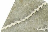 Four Archimedes Screw Bryozoan Fossils - Illinois #325660-3